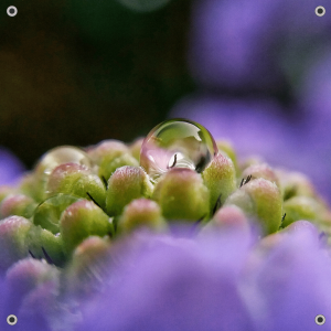 Tuinposter Waterdruppel Scabiosa